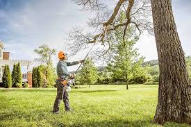 Reliable Saticoy, CA Tree Care Solutions