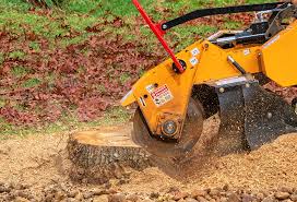Best Tree Removal  in Saticoy, CA