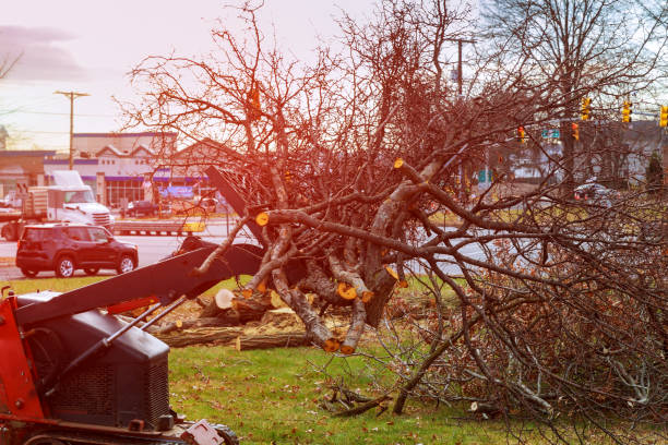 How Our Tree Care Process Works  in  Saticoy, CA