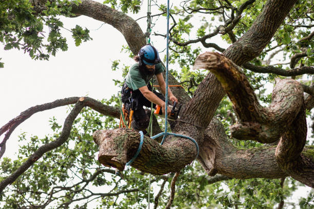 Best Palm Tree Trimming  in Saticoy, CA