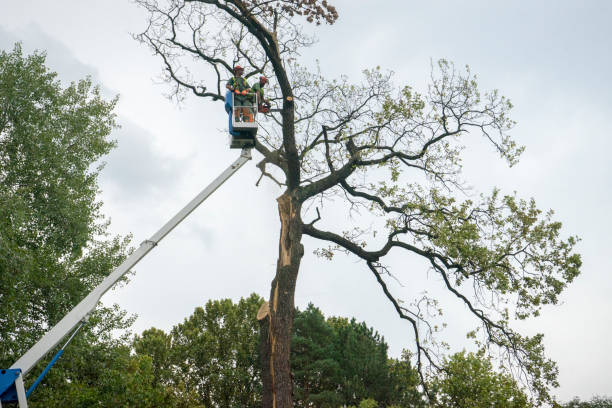 Reliable Saticoy, CA Tree Care Solutions