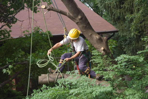 Lawn Watering Services in Saticoy, CA