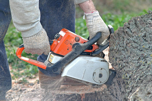 Tree and Shrub Care in Saticoy, CA