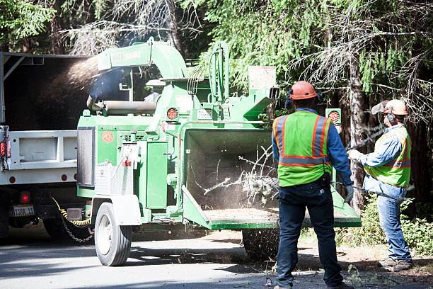 Best Stump Grinding and Removal  in Saticoy, CA