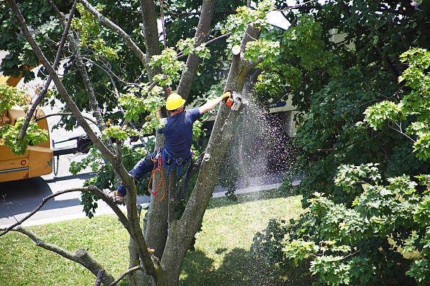 Best Tree Risk Assessment  in Saticoy, CA