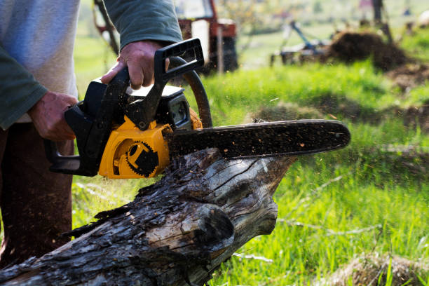 Best Fruit Tree Pruning  in Saticoy, CA