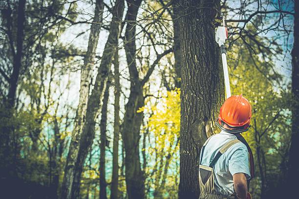 Best Tree Maintenance Programs  in Saticoy, CA